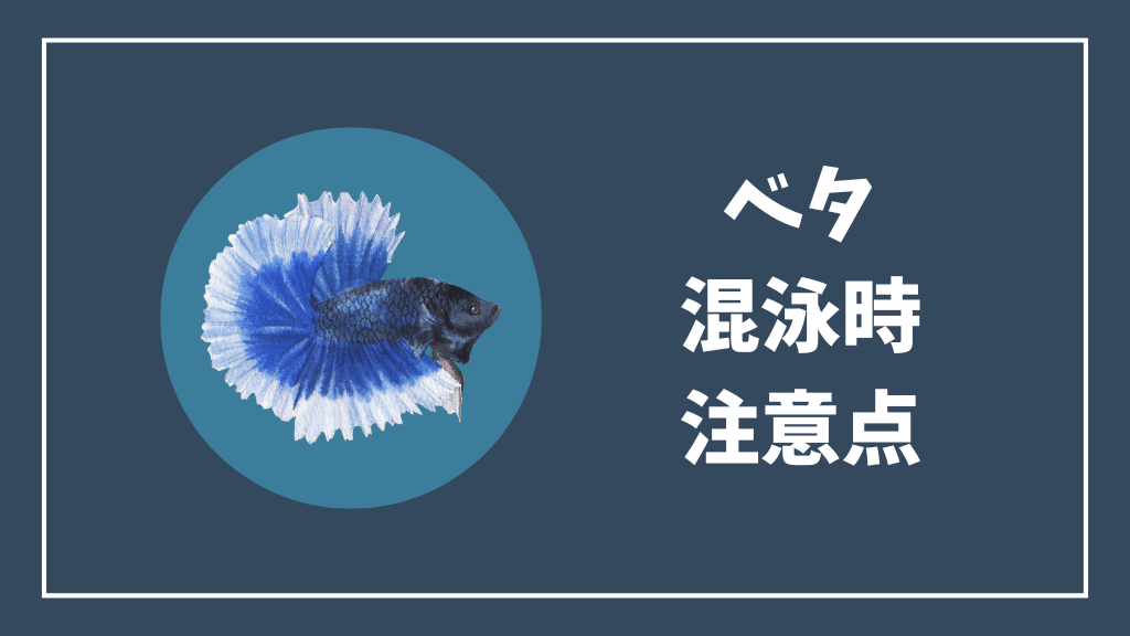 ベタの混泳時の注意点