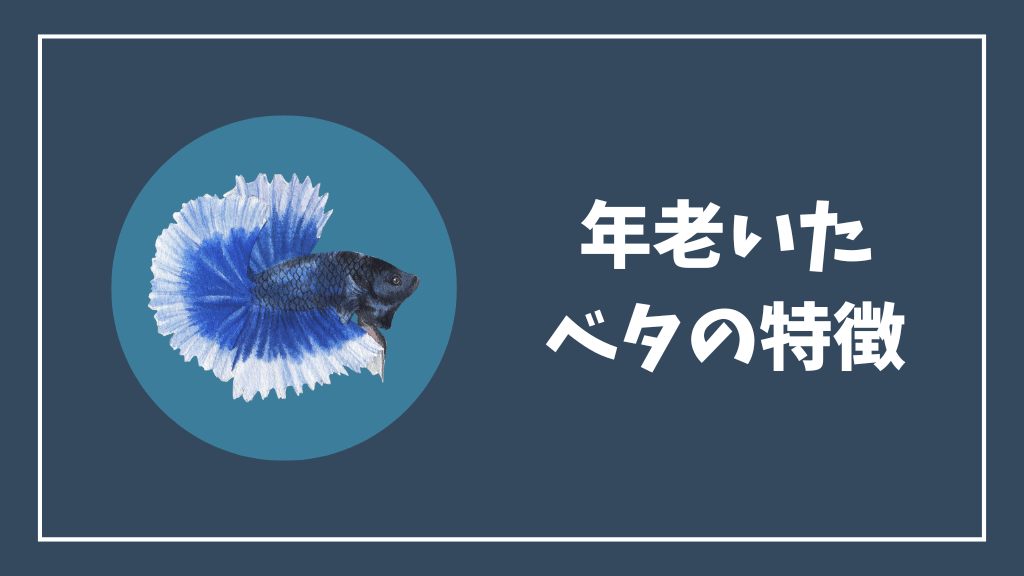 年老いたベタの特徴