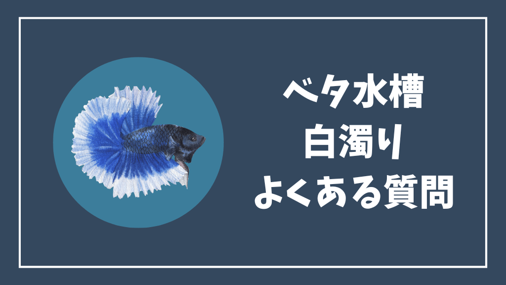 ベタ水槽の白濁りのよくある質問