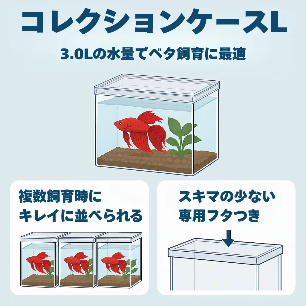コレクションケースLインフォグラフィック