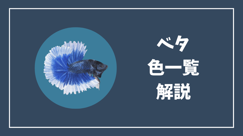ベタの色