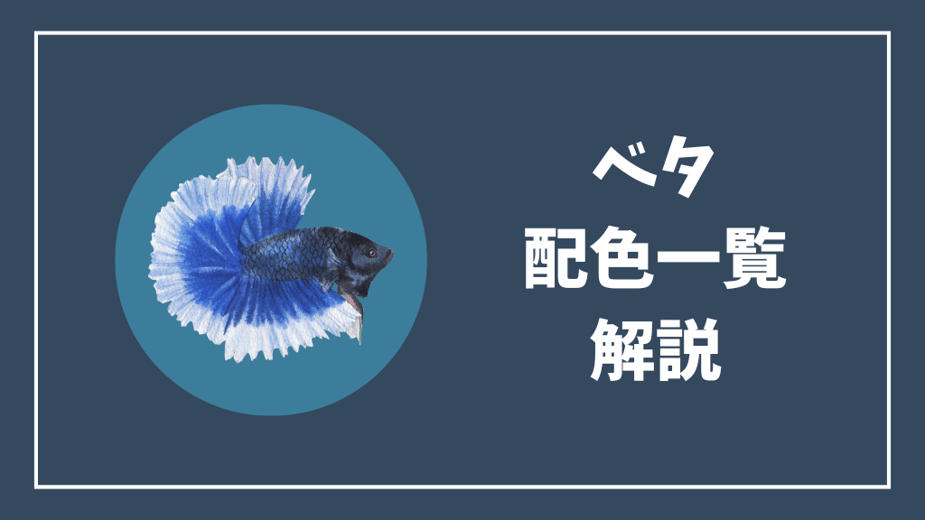 ベタの配色