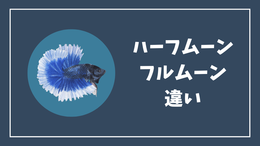 ハーフムーンベタとフルムーンベタの違い