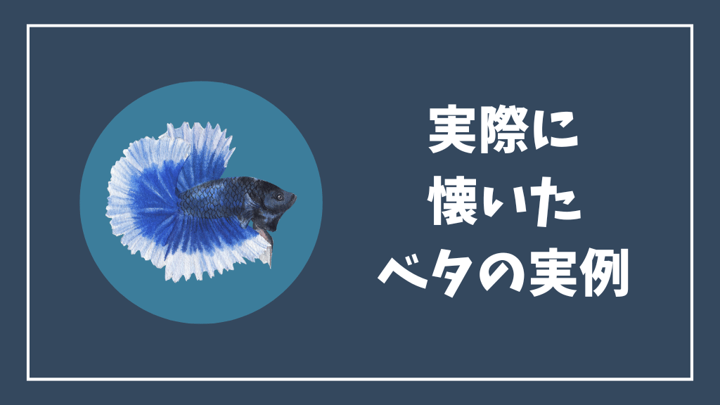 実際に懐いたベタの実例