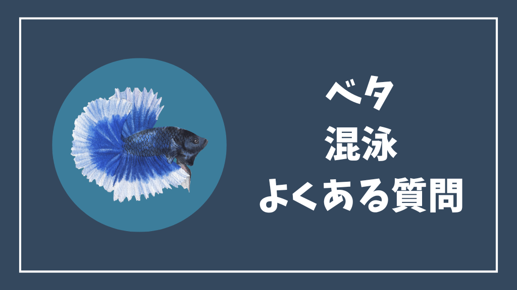 ベタの混泳のよくある質問