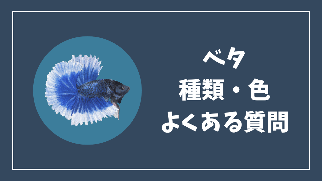 ベタの種類・色のよくある質問