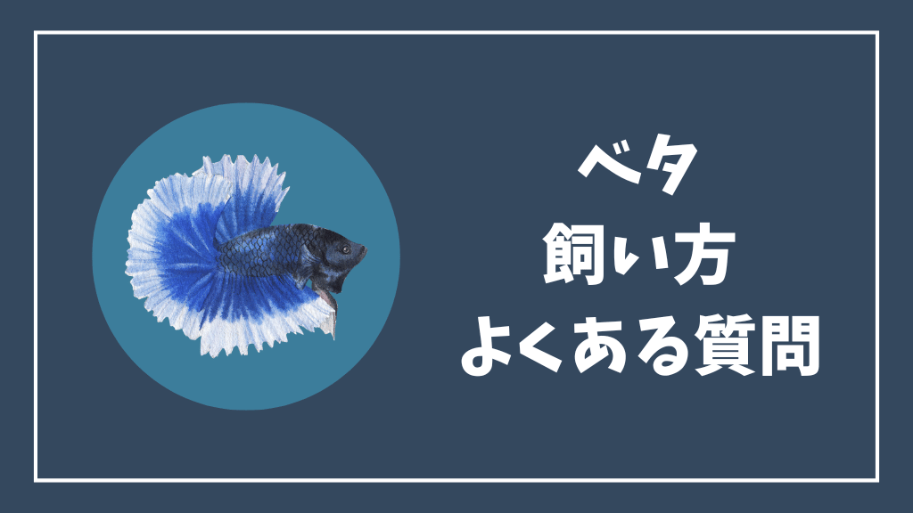 ベタの飼い方のよくある質問