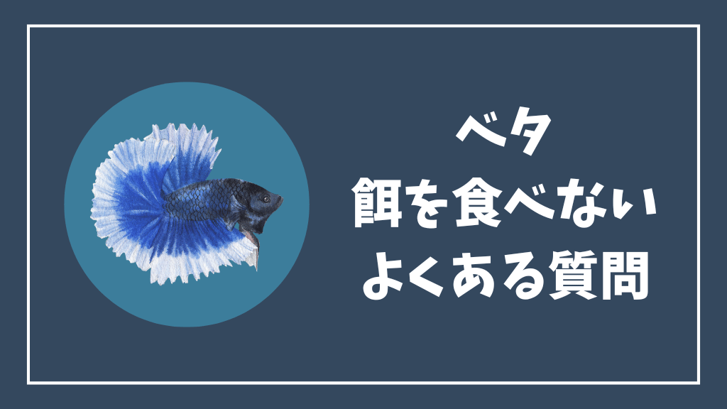 ベタが餌を食べない時のよくある質問