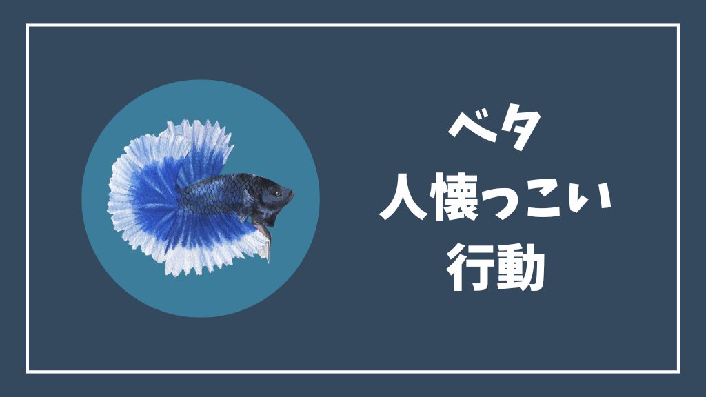 ベタの人懐っこい行動