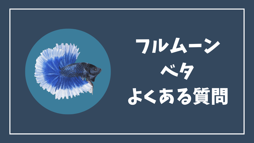 フルムーンベタのよくある質問