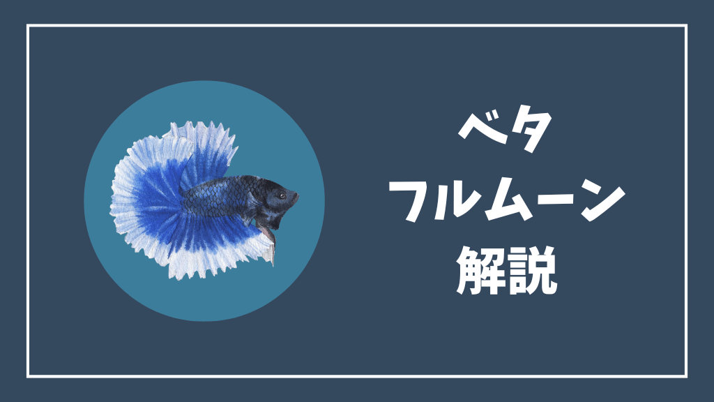 フルムーンベタ解説