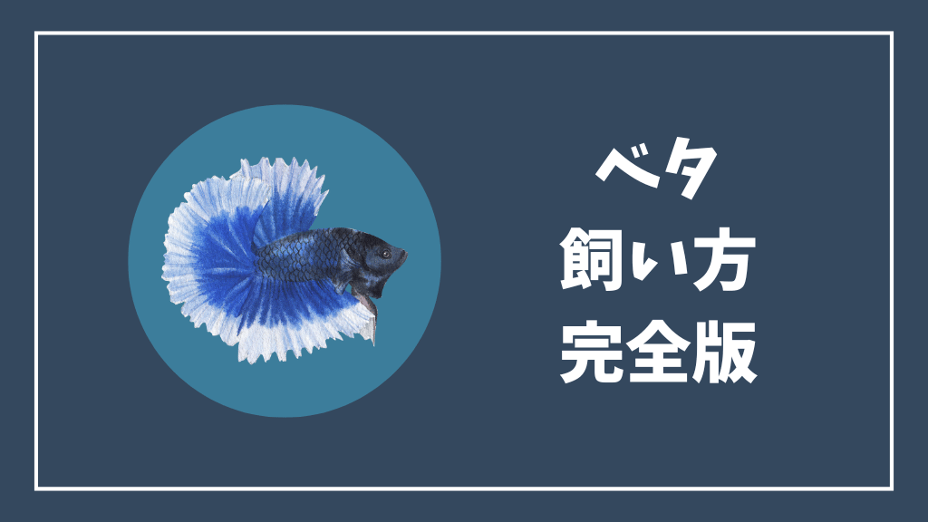 ベタの飼い方完全版