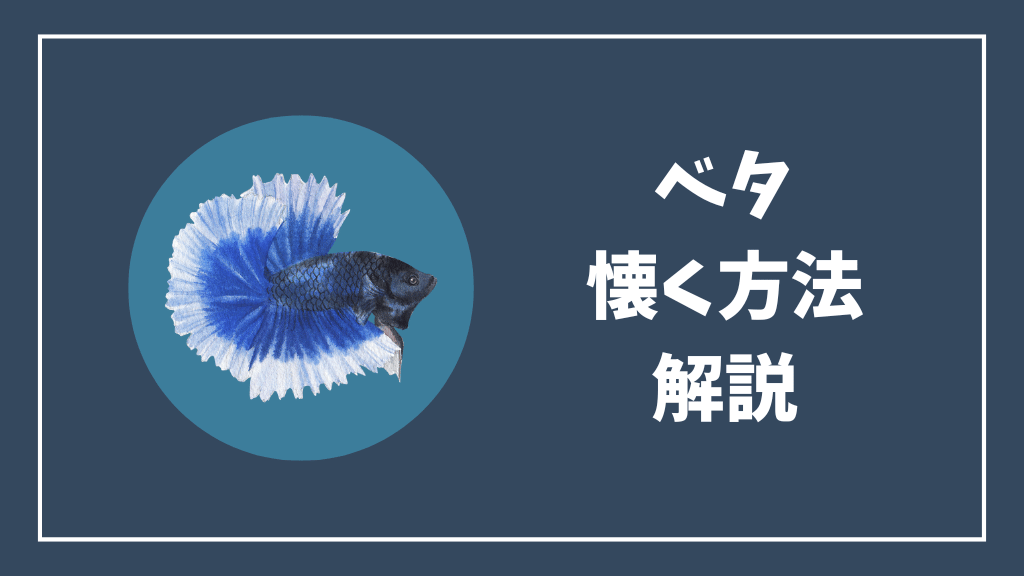 ベタが懐く方法