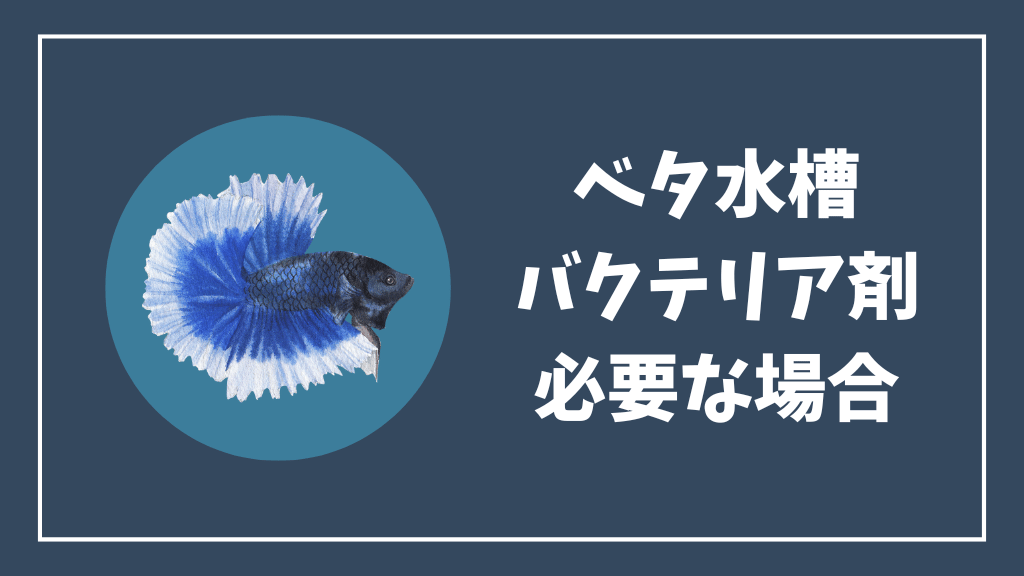 ベタ水槽にバクテリア剤が必要な場合