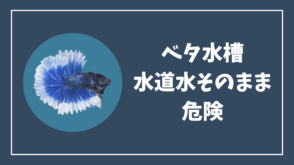 ベタ水槽に水道水をそのまま入れるのは危険