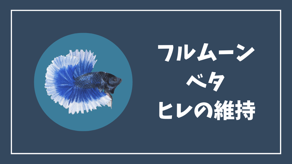 フルムーンベタのヒレの維持