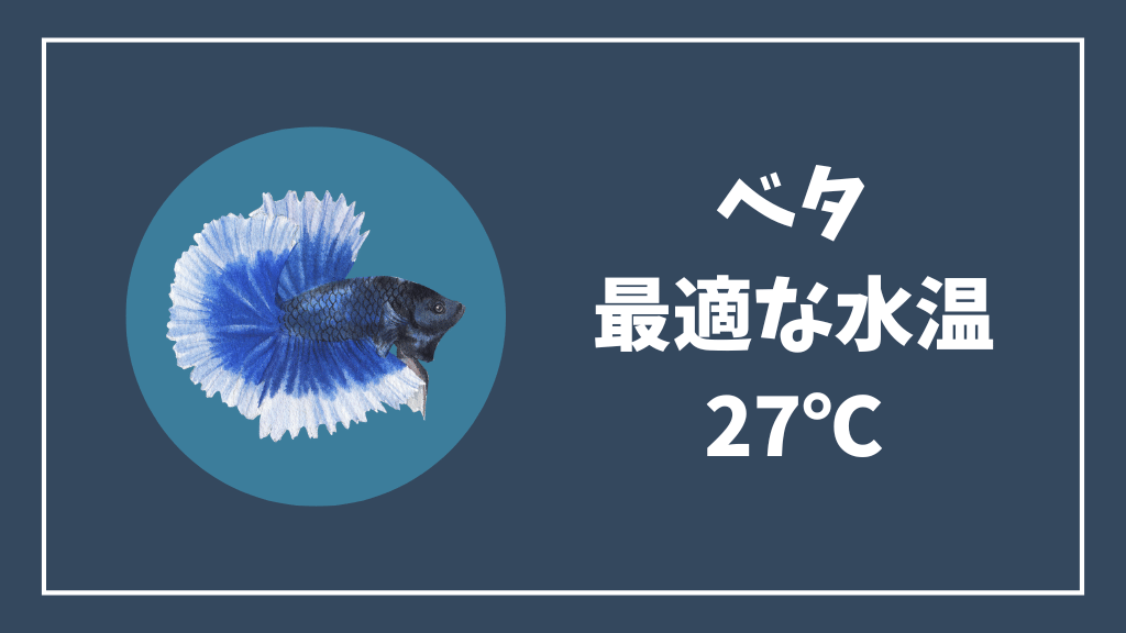 ベタの最適な水温