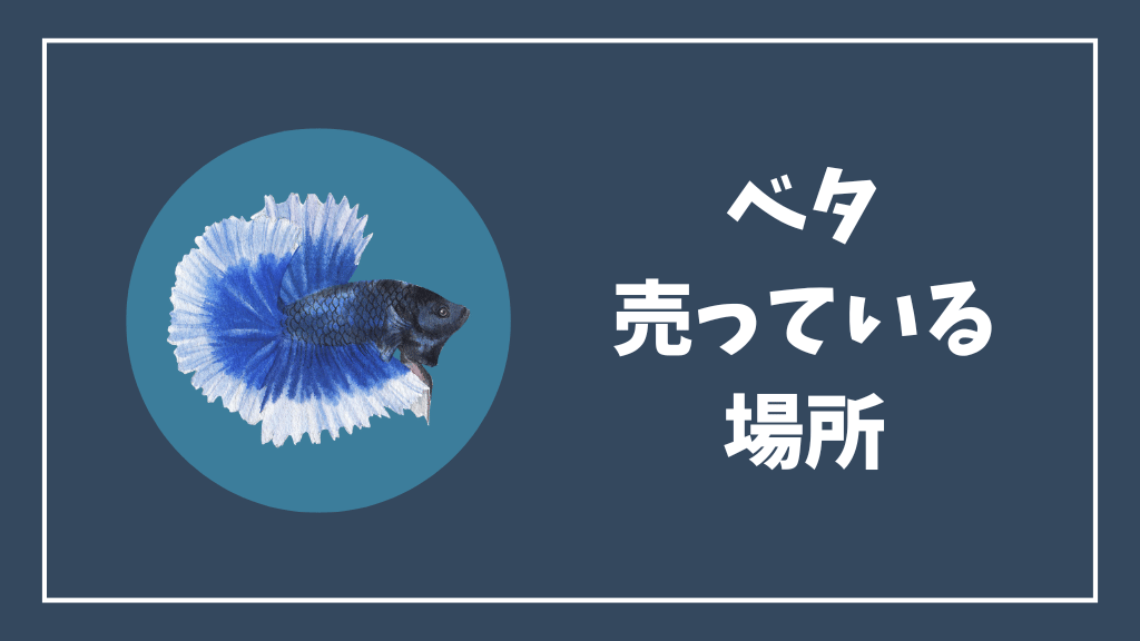 ベタを売っている場所