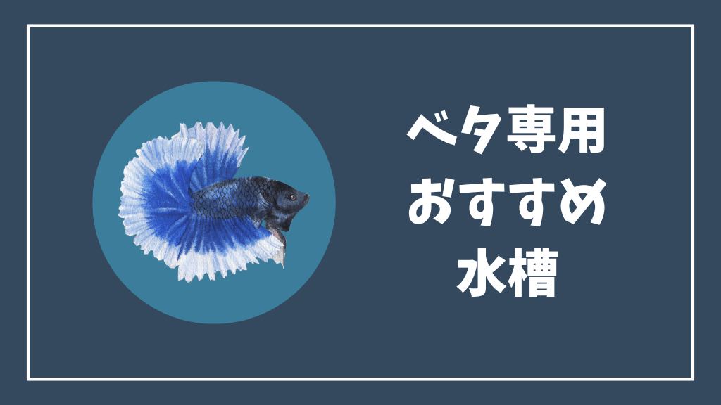 ベタ専用おすすめ水槽