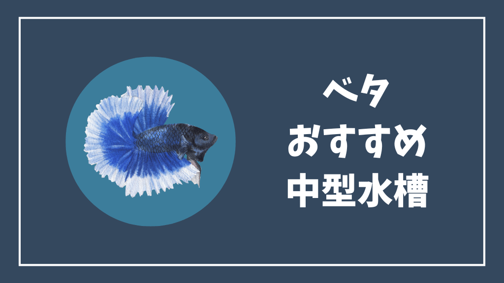 ベタにおすすめの中型水槽