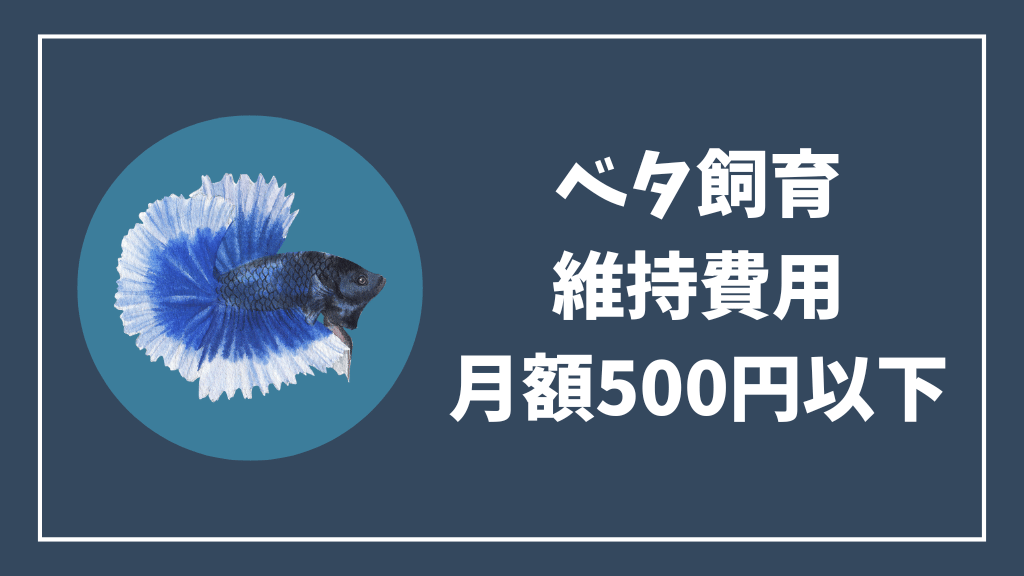 ベタ飼育のランニングコストは月額500円以下