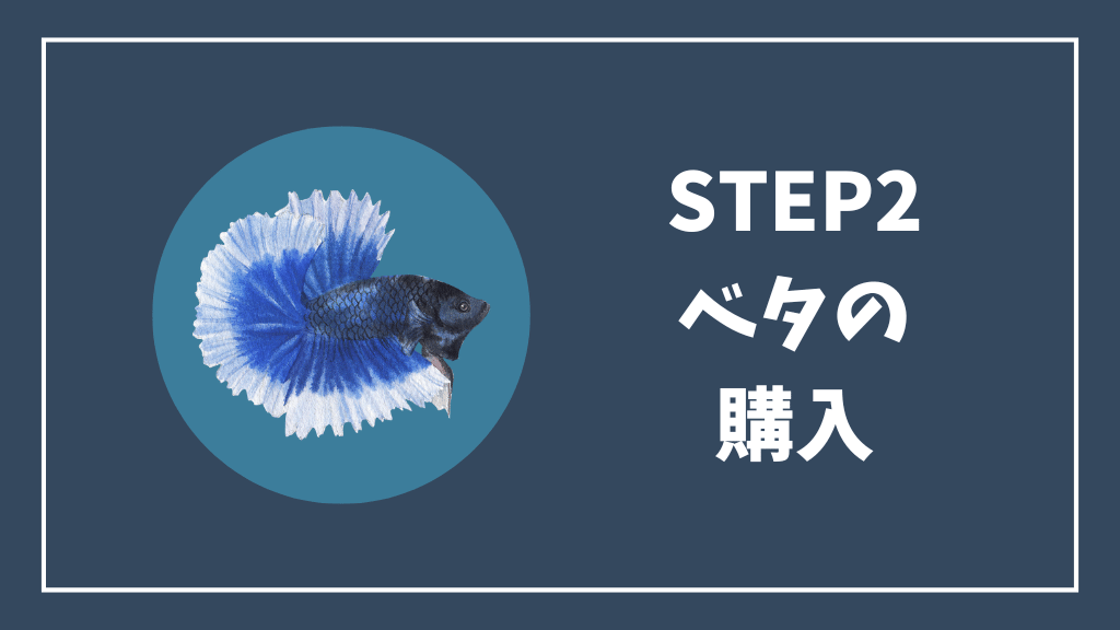 ステップ②ベタの購入