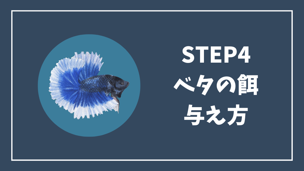 ステップ④ベタの餌の与え方