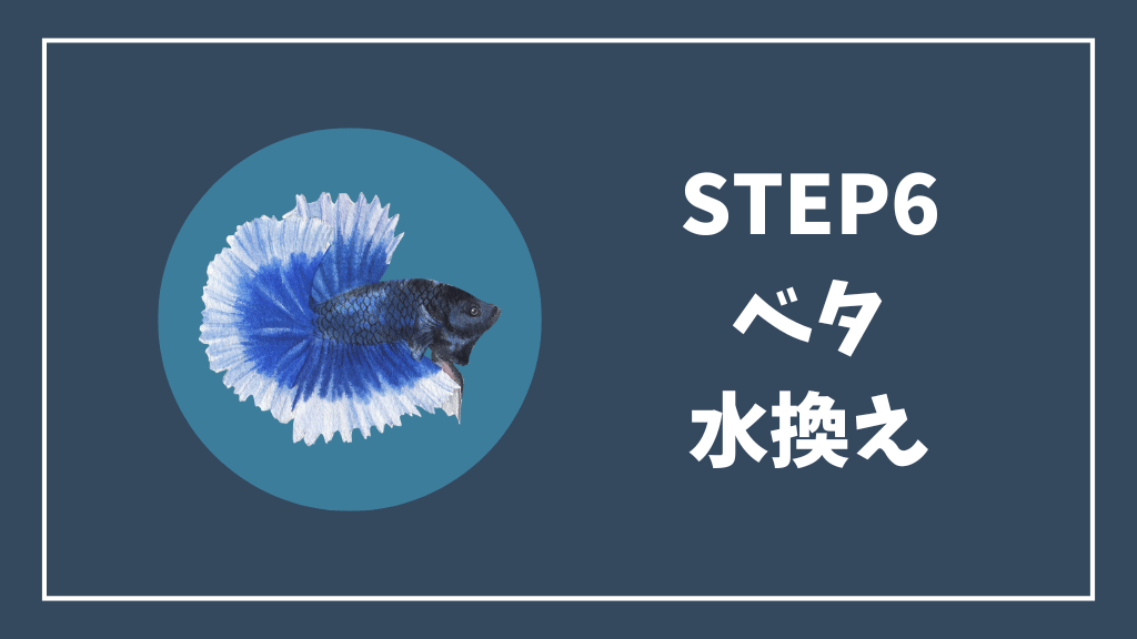 ステップ⑥ベタの水換え
