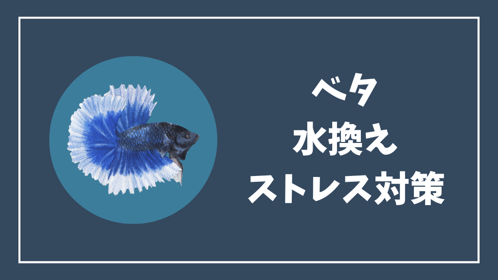 ベタの水換えのストレス対策