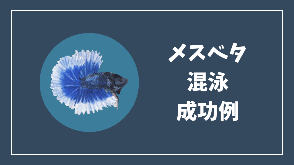 メスベタの混泳の成功例
