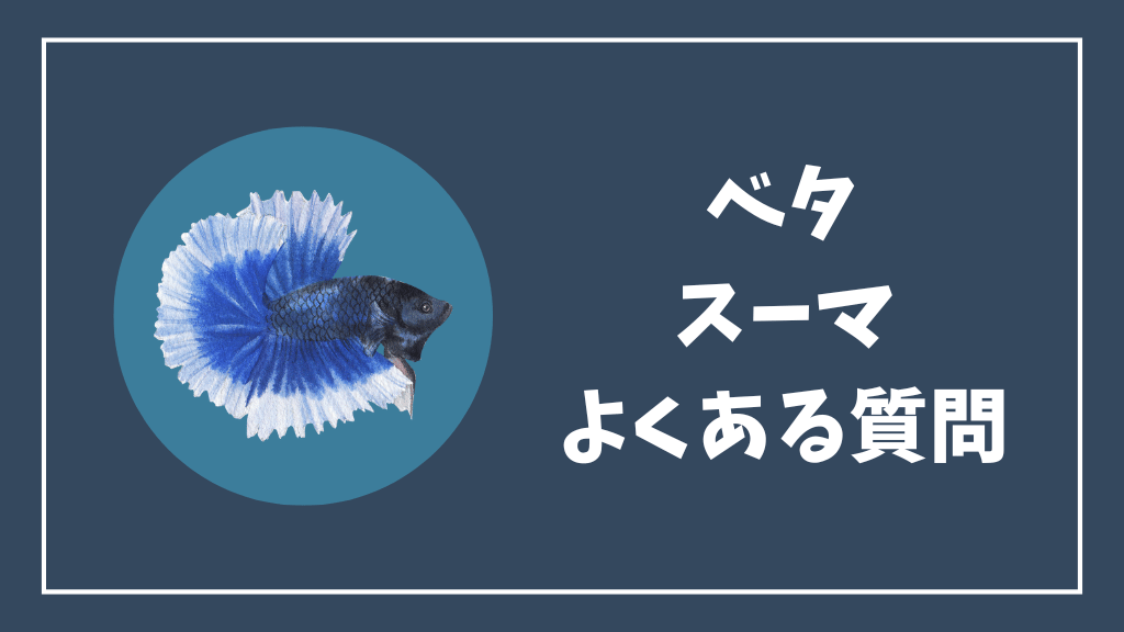 ベタのスーマのよくある質問