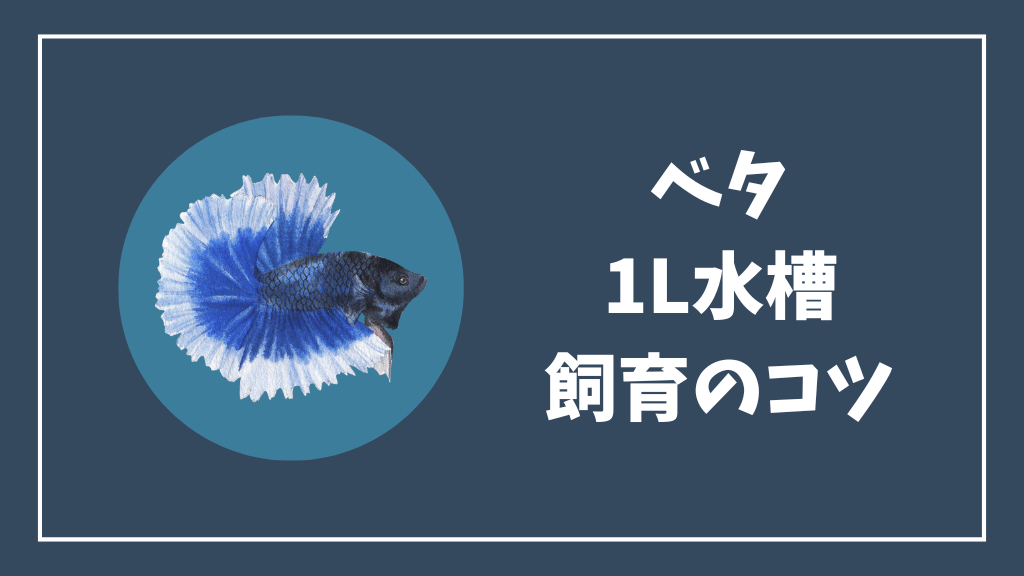 ベタの1リットル水槽での飼育のコツ