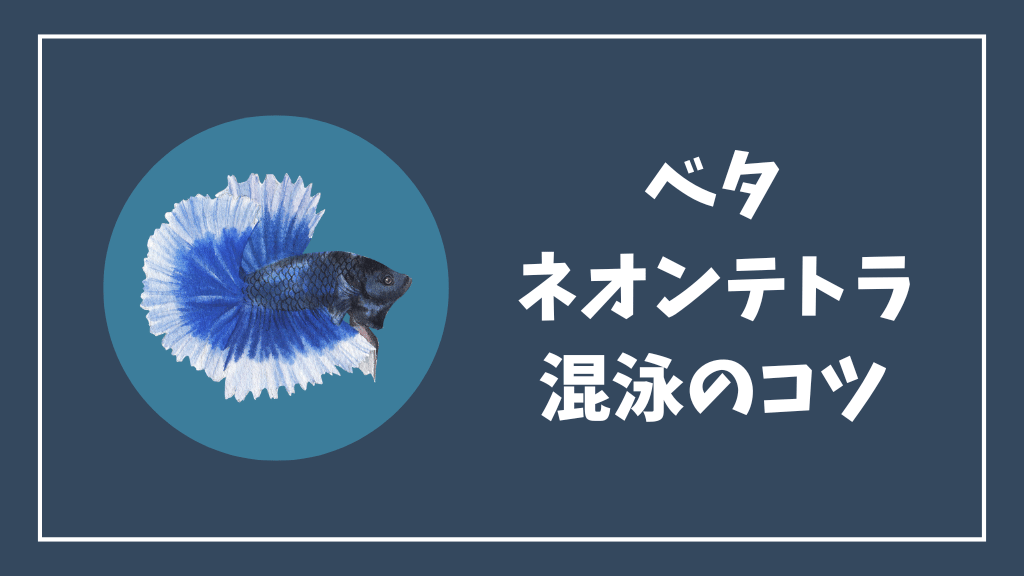 ベタとネオンテトラの混泳のコツ