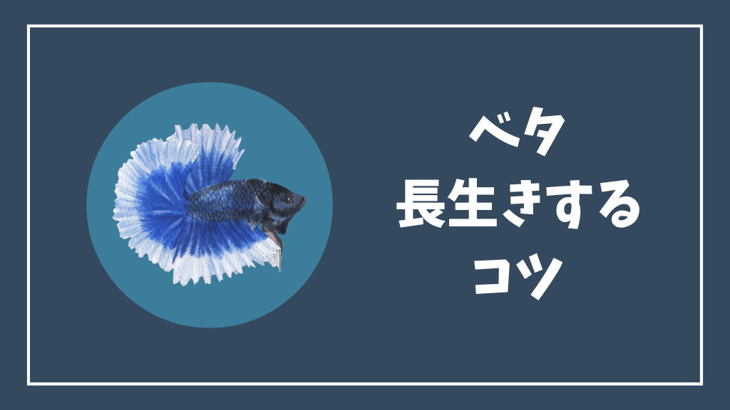 ベタが長生きするコツ