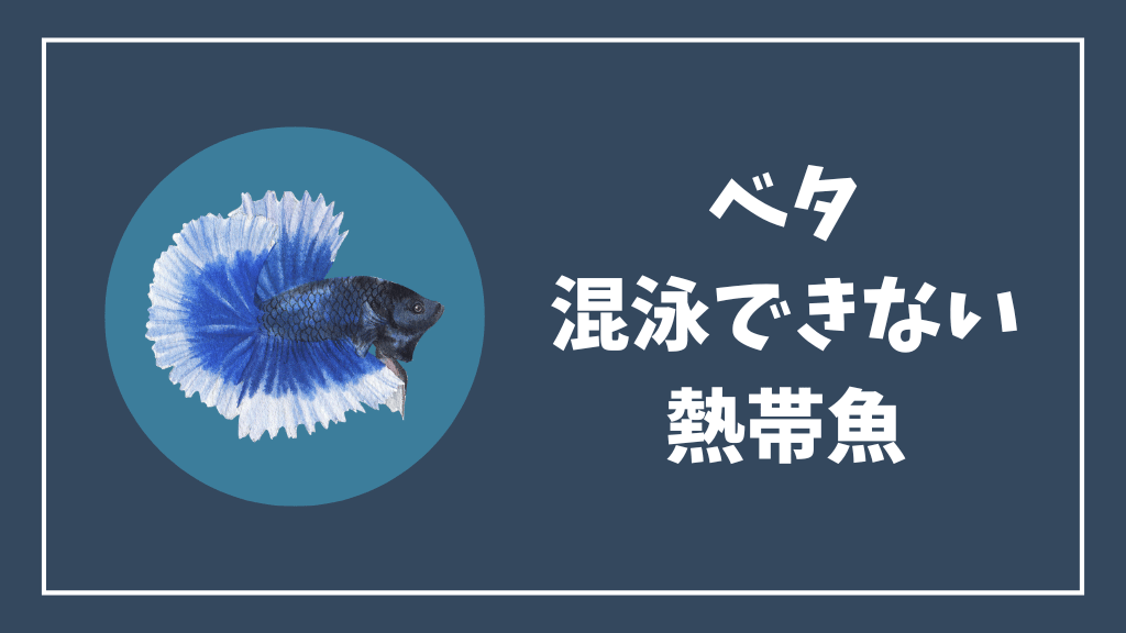 ベタと混泳できない熱帯魚