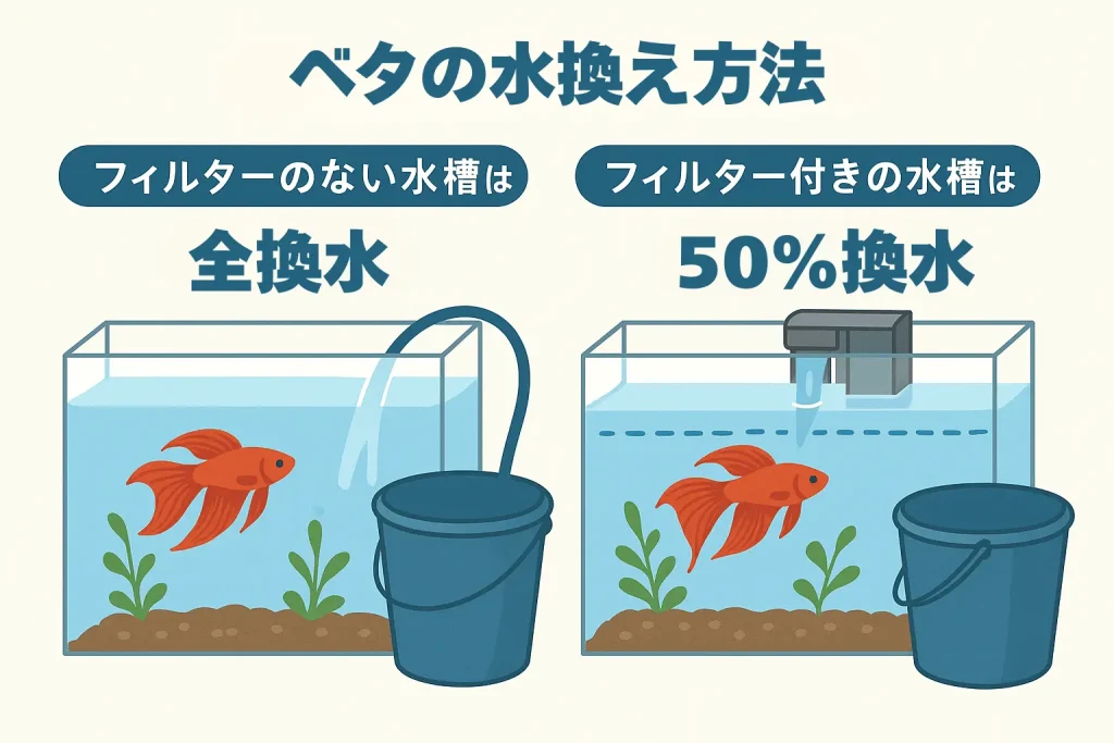 ベタの水換え方法インフォグラフィック
