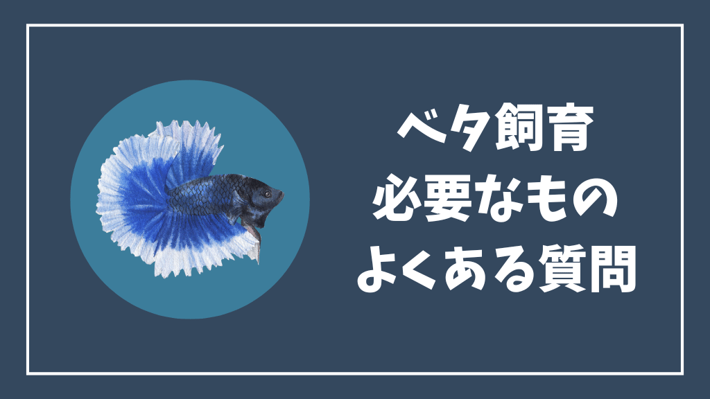 ベタ飼育に必要なもののよくある質問