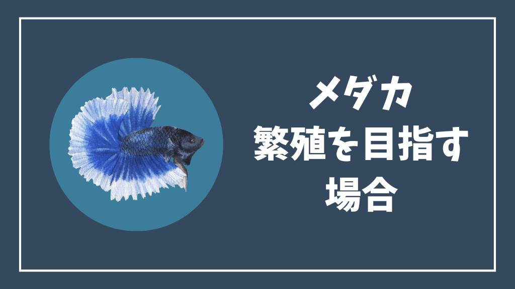 メダカの繁殖を目指す場合