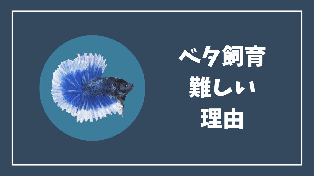 ベタ飼育が難しい理由
