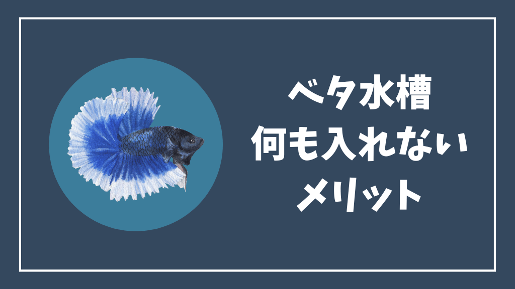 ベタ水槽に何も入れないメリット