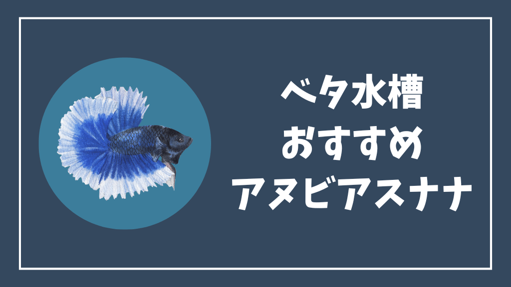 ベタ水槽におすすめのアヌビアスナナ
