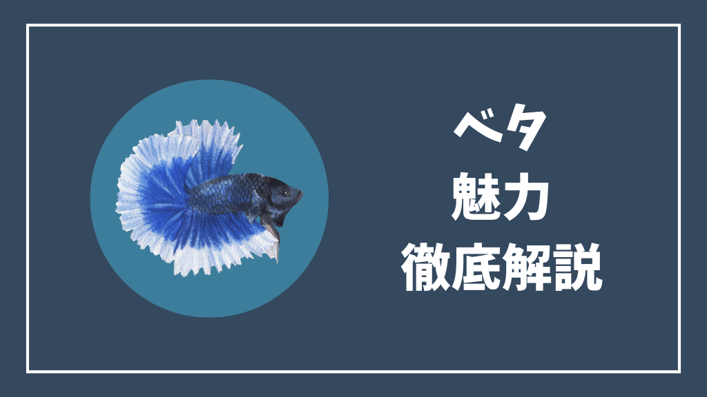 ベタの魅力