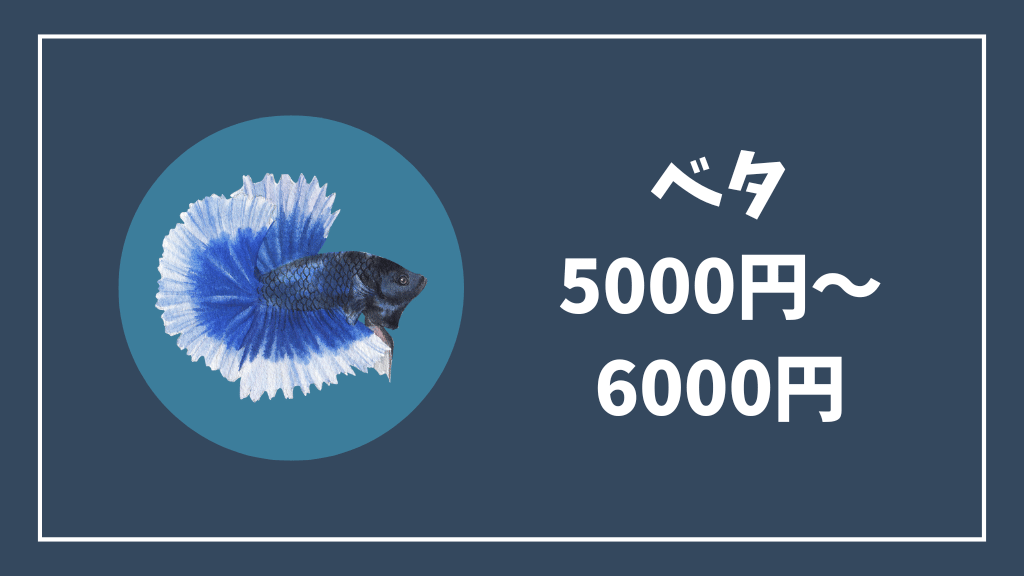 5000円~6000円のベタ
