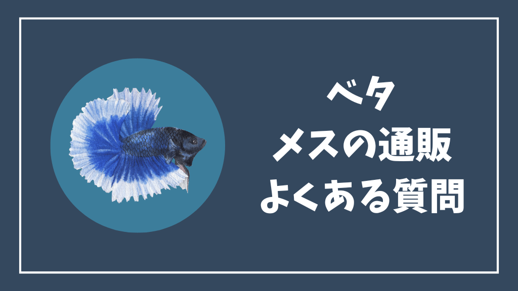 ベタのメスの通販のよくある質問
