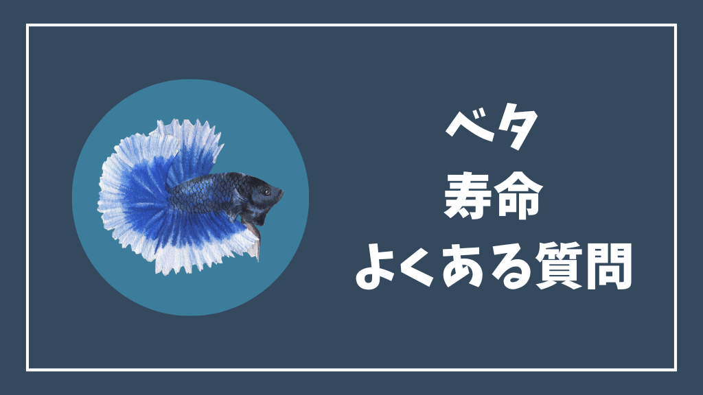 ベタの寿命のよくある質問