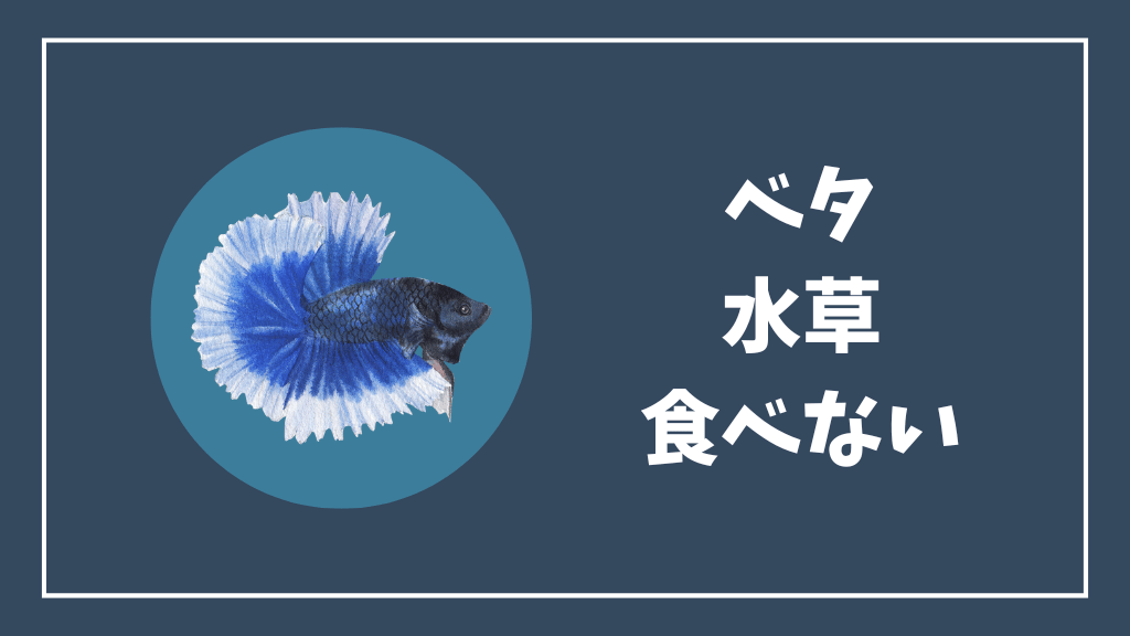 ベタは水草を食べない