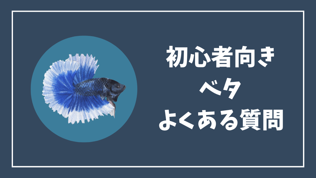 初心者向きのベタのよくある質問