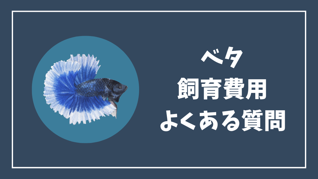ベタの飼育費用のよくある質問