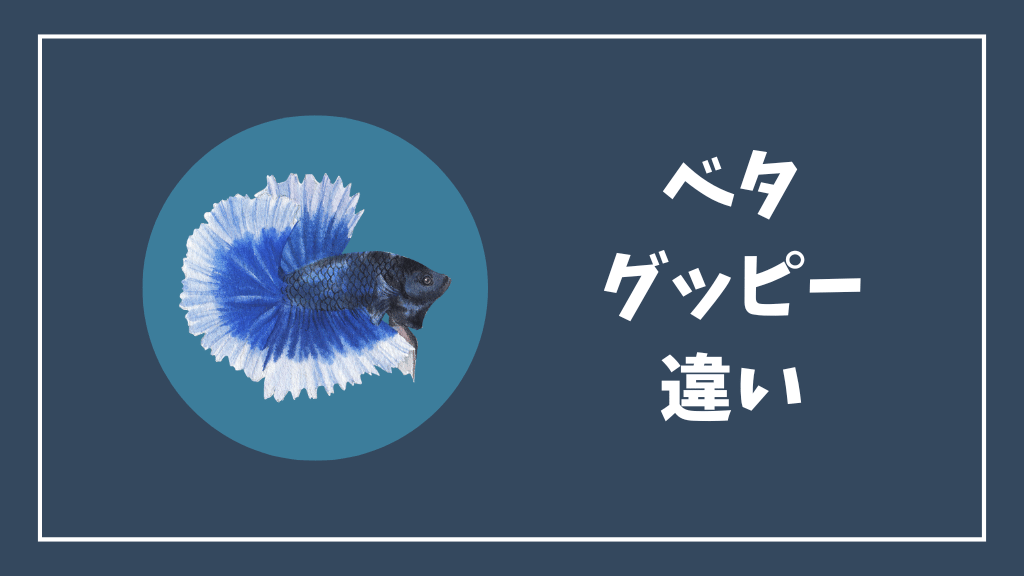 ベタとグッピーの違い