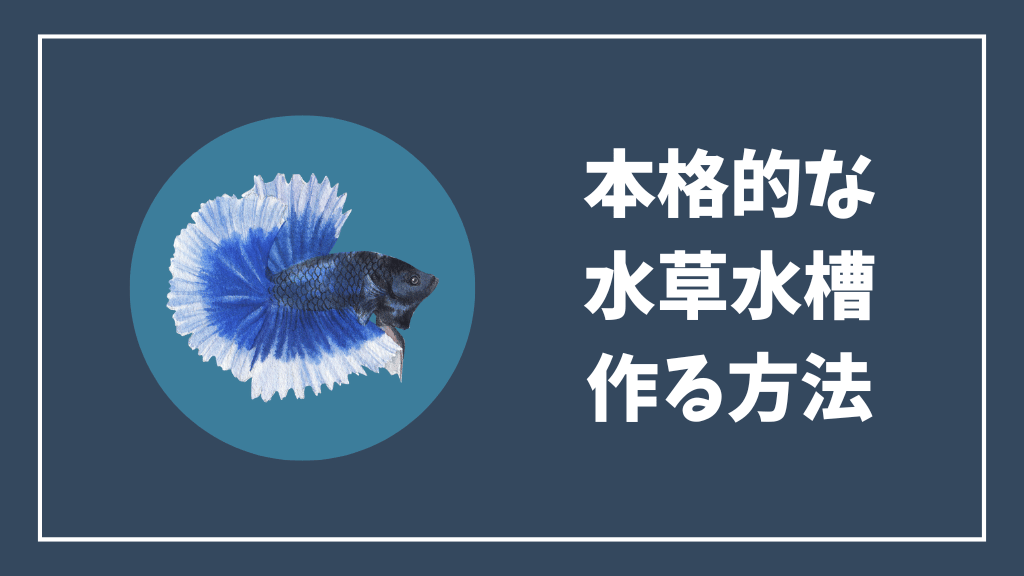 本格的な水草水槽を作る方法